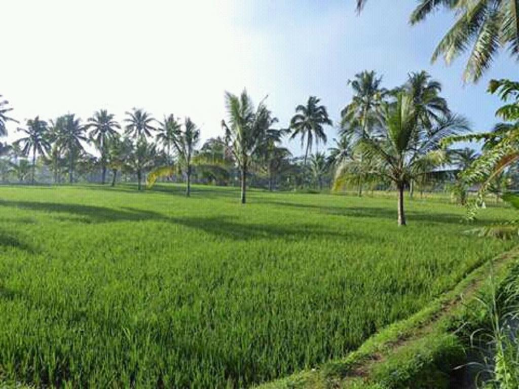 Tereng Wilis Bungalows Tetebatu Exterior photo